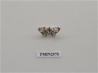 藏品(尺蛾84)的圖片